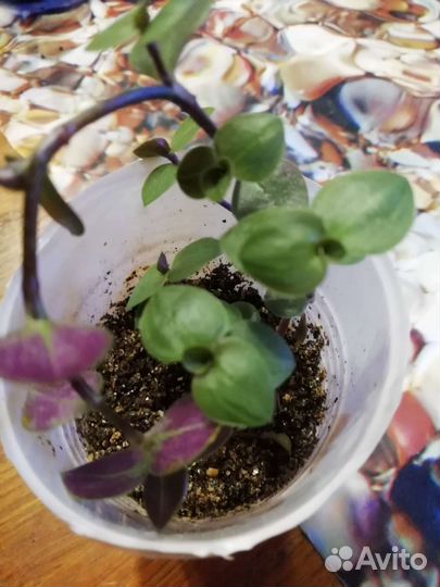 Алисум, традесканция мелколистная