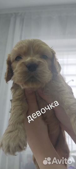 Американский кокер спаниель