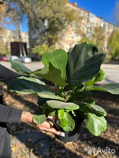 Фикус лирата кустовая форма