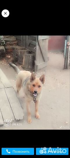 Немецкая овчарка