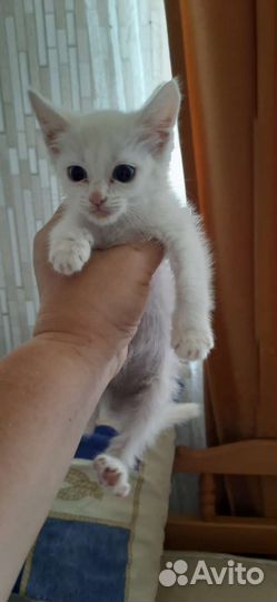 Катенок отдам бесплатно