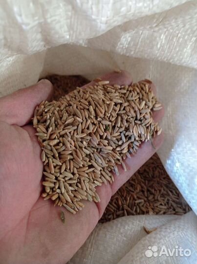 Зерно овёс пшеница ячмень кукуруза