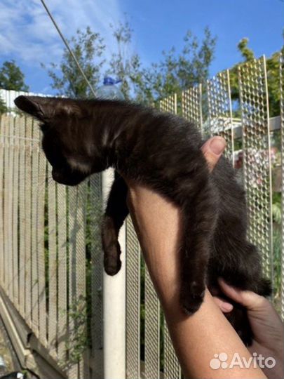 Кошка в дар