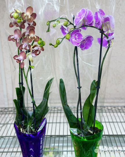 Коллекционные орхидеи