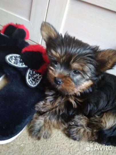 Йоркширский терьер мини вязка