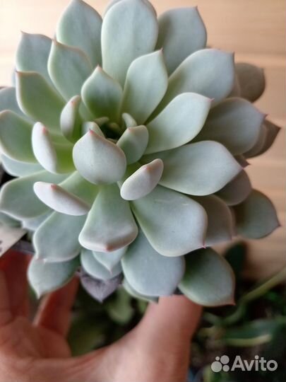 Суккуленты эхеверии