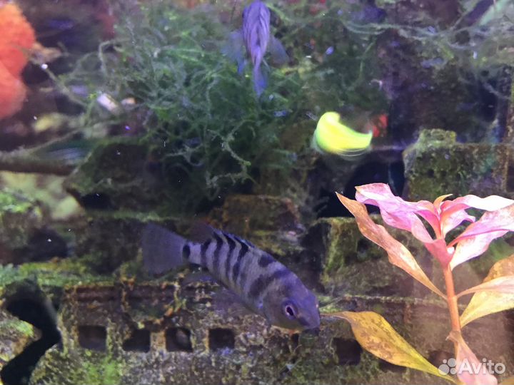 Аквариумные рыбки