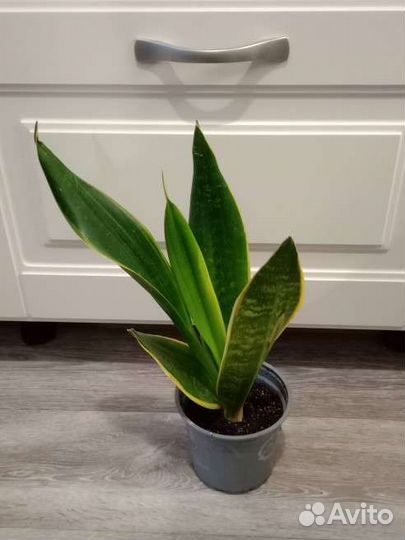 Сансевиерия Гибрид Футура Канари