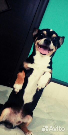 Самец Чихухуа для вязки