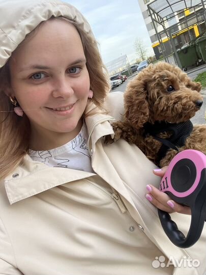 Передержка собак с любовью и вниманием / выгул