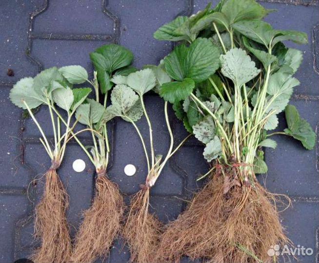 Рассада клубники