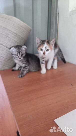 Котёнок разноцветный в любимцы