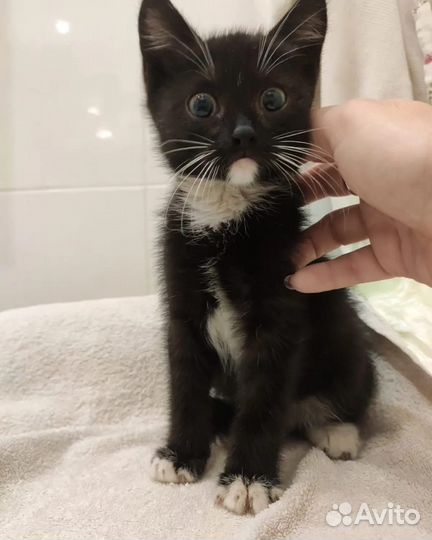 Черный котенок Тотошка