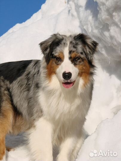 Австралийская овчарка (аусси) кобель для вязки