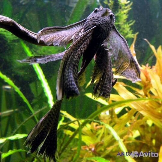 Анциструс вуалевый