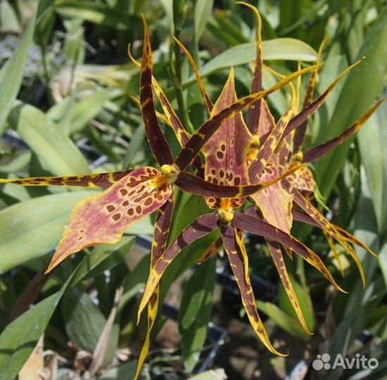 Орхидея Oncidium Mtssa Shelob Tolkien