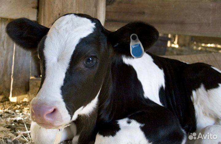 Бычки и телята