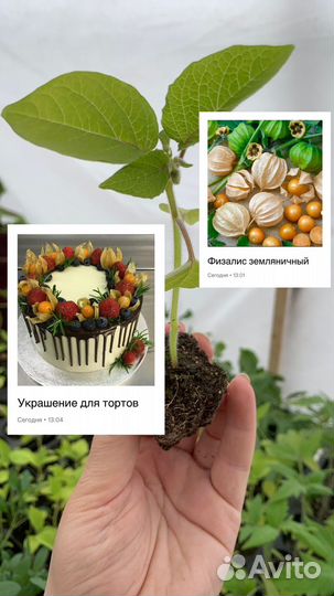 Физалис земляничный рассада