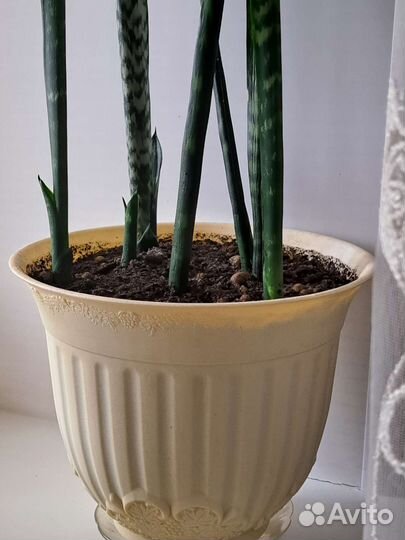 Сансевиерия