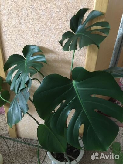 Шефлера,Фикус бенджамина