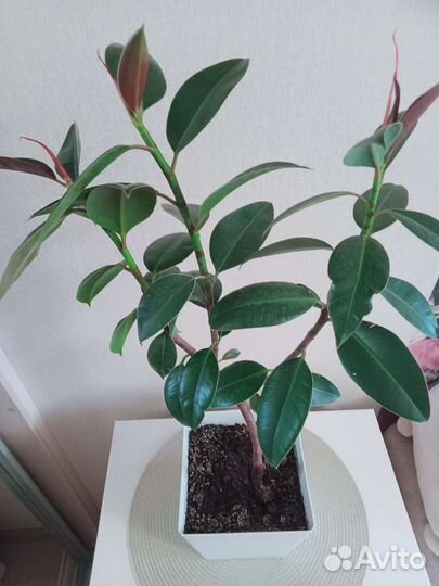 Фикус каучуконосный