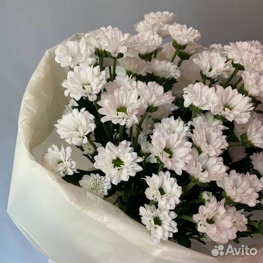 Хризантема Сантини