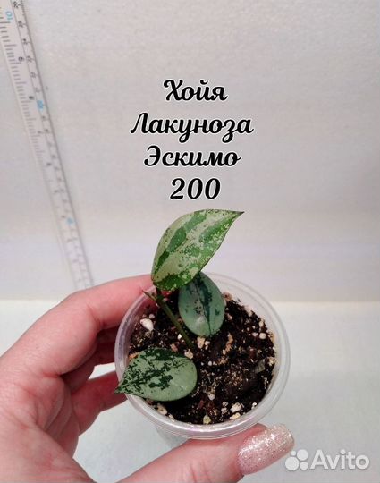 Хойя 1 Часть 1.06.24