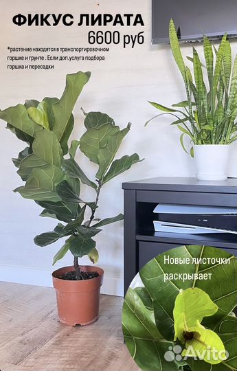 Растения комнатные: драцена, лирата