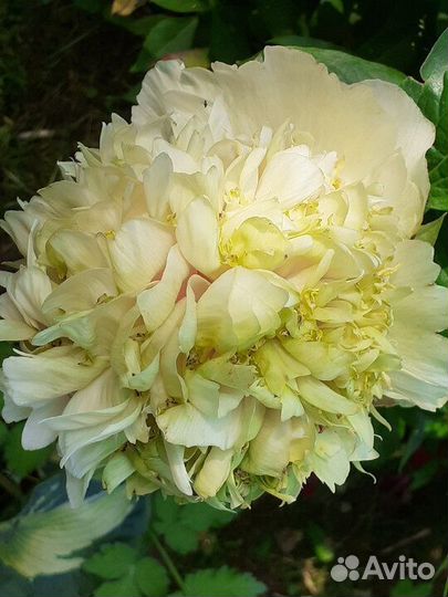 Пионы деленки Квитцин