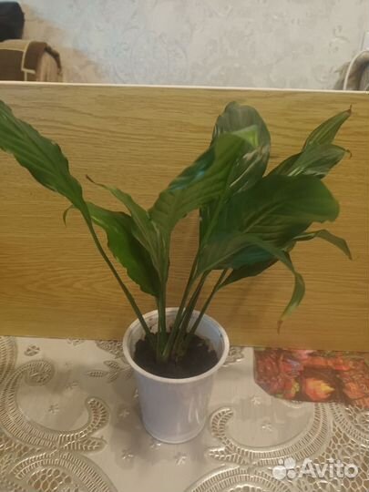 Комнатные цветы