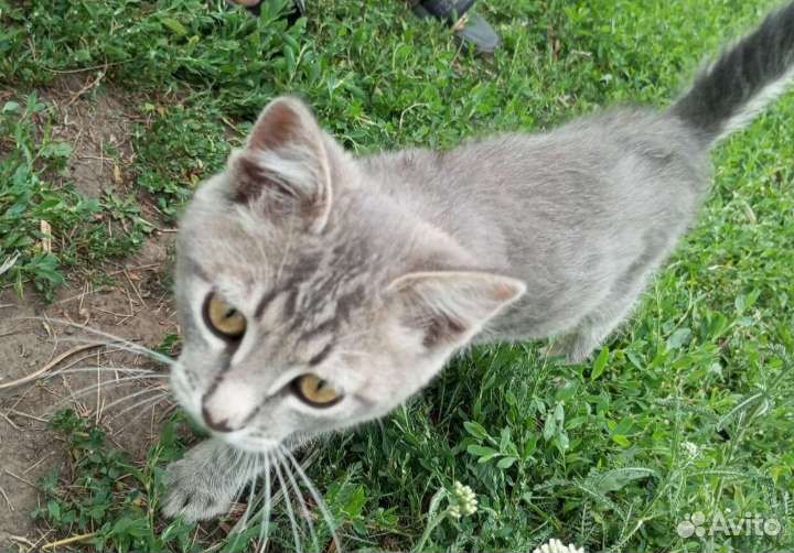 Котенок в добрые руки