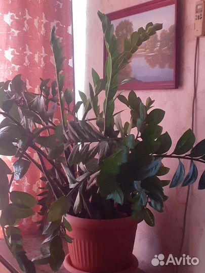 Замиокулькас