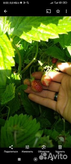 Земляника. Рассада клубники в стаканах