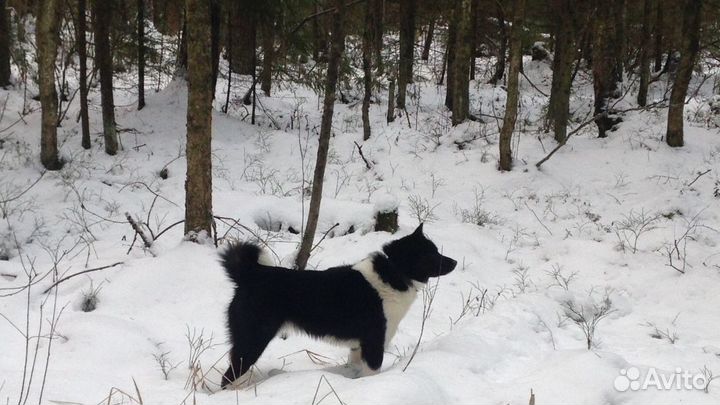 Русско европейская лайка