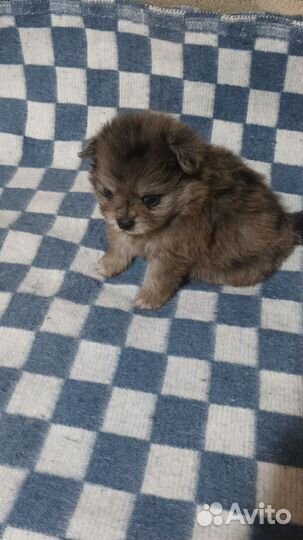 Померанский шпиц