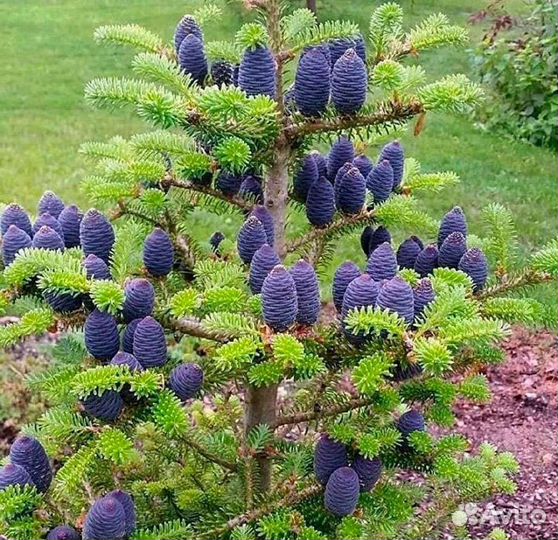 Пихта корейская