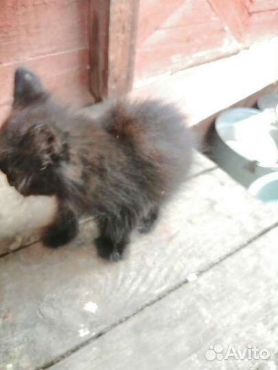 Котята в добрые руки бесплатно