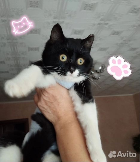 Кошечка ищет дом