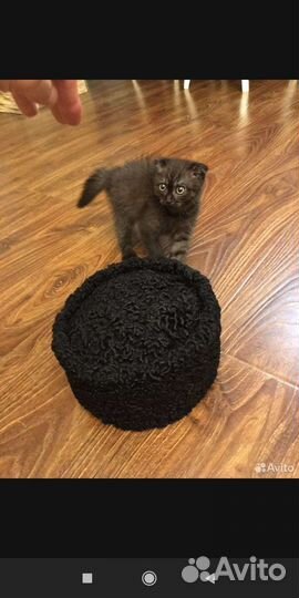 Папахи каракуля