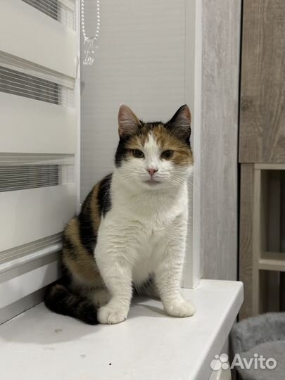 Трехцветная кошка