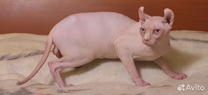 Канадский сфинкс эльф вязка