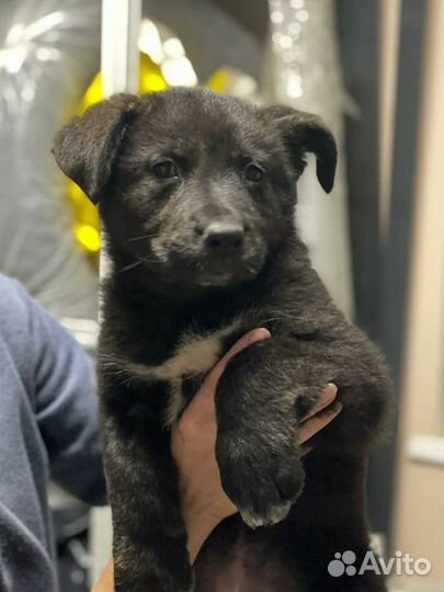 Щенки 2 месяца девочки