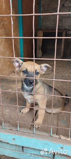 Щенок от маленькой собаки