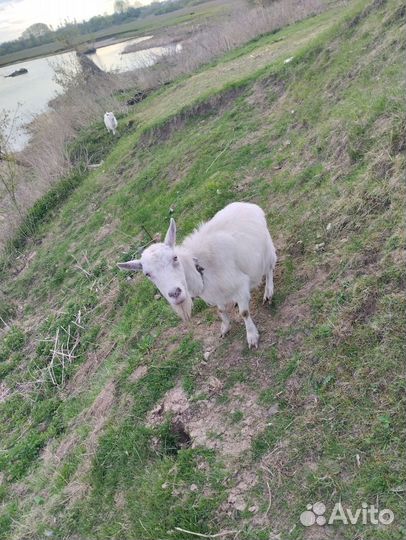 Коза дойная