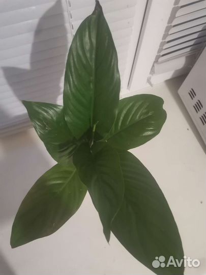 Спатифиллум