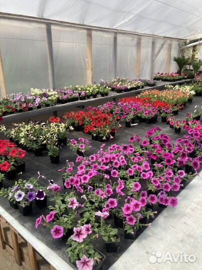 Рассада однолетних цветов
