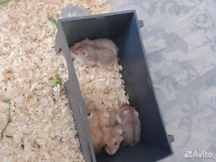 Милые хорошие малыши они приучены к еде и питью