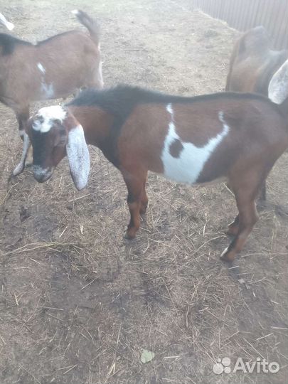 Козлики нубийские