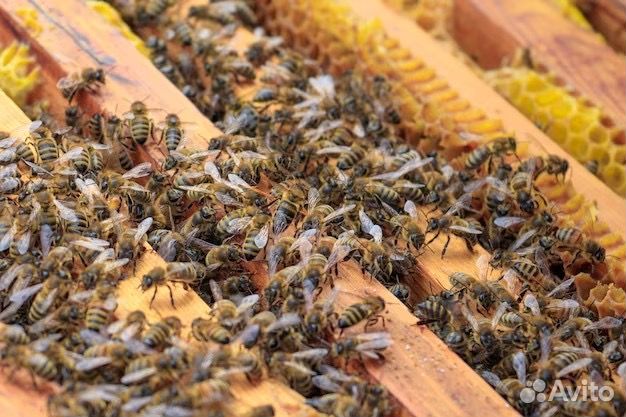 Продам семьи пчел