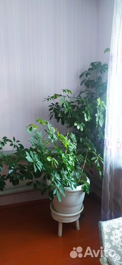 Комнатные растения